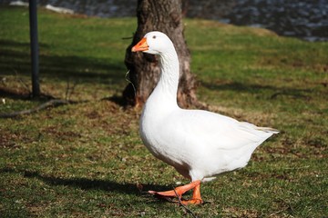 White domestic goose on the farm by the lake