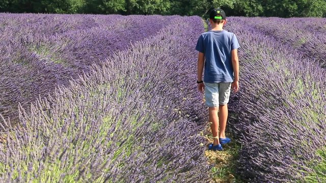 Enfant parcourant des rang&eacute;es de lavande