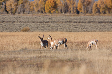 Rutting Pronghorns