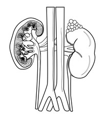 Kidney of human anatomy  in vector