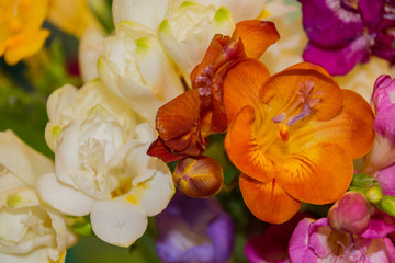 Obraz na płótnie Canvas Freesia flowers on bright background