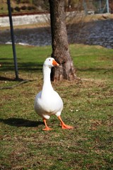 Portrait of a white domestic goose on Lake Mergozzo, Piedmont Italy
