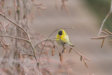 Close up view of Eurasian siskin