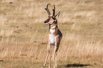 Pronghorn Antelope Buck