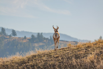 Pronghorn Antelope Buck