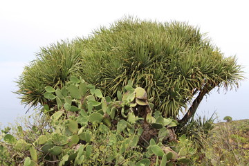 Drachenbaum mit Kaktus im Norden La Palmas