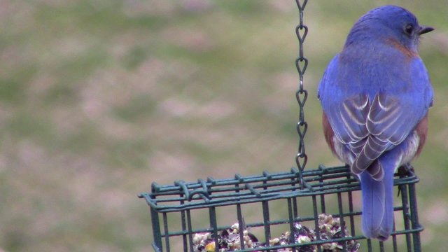 male eastern bluebird (Sialia sialis) flying off feeder