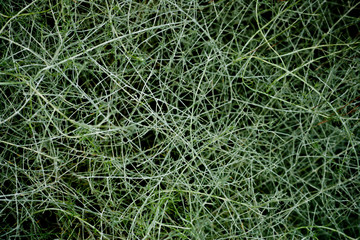 Green plant background, natural environment