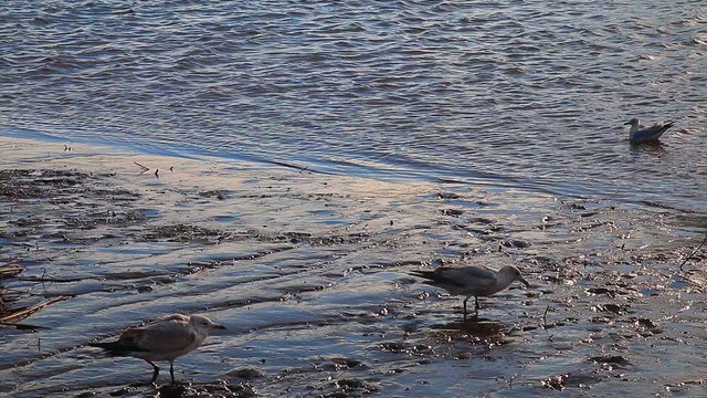 Gulls, swans, guses and other birds. Danube river, River water geese

