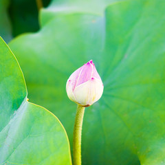 A beautiful louts in the summer.