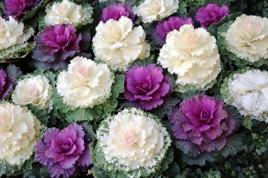 white and purple cabbage in a vegetable patch