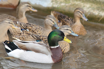 Drake is the leader of a flock of ducks