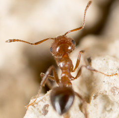 Ant. close