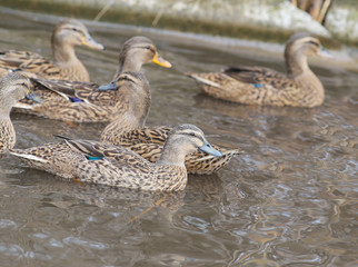 A flock of wild ducks