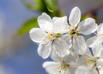 Beautiful flowers on a fruit-tree