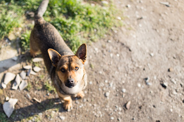 beautiful dog portrait in nature