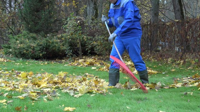 worker in blue uniform rake leaves in park. Autumnal works. Static shot.
