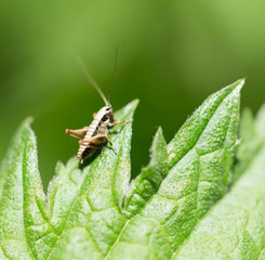 little grasshopper in nature. macro