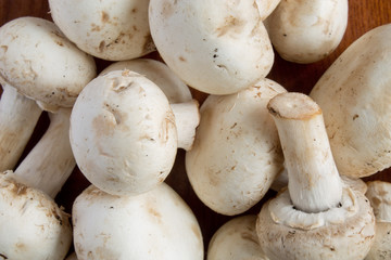 Mushrooms closeup shot