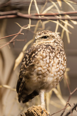 Owl standing with single leg