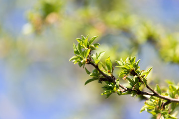 young leaves on a tree branch