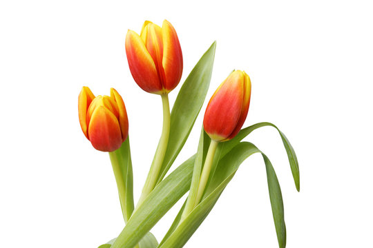 Three red-yellow tulip flowers isolated on white