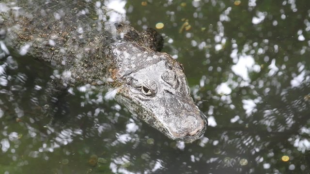 the crocodile has hidden in the water