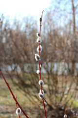 willow buds © sosnytskyi