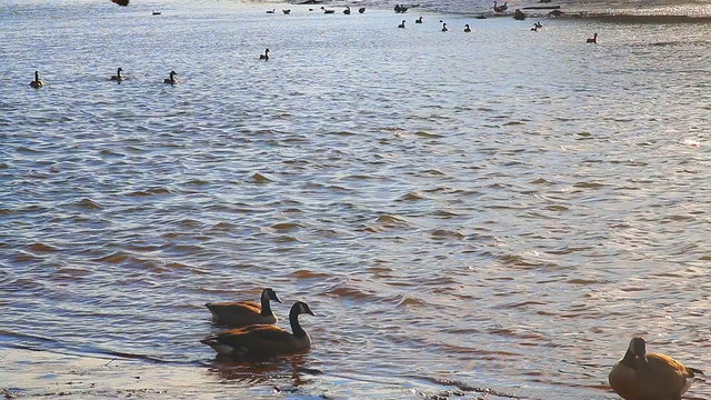 Gulls, swans, guses and other birds. Danube river, River water geese
