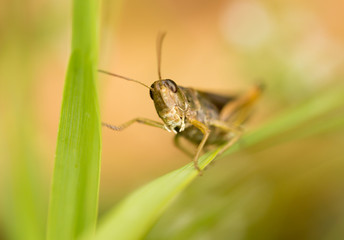 grasshopper in nature. close