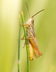 grasshopper in nature. close