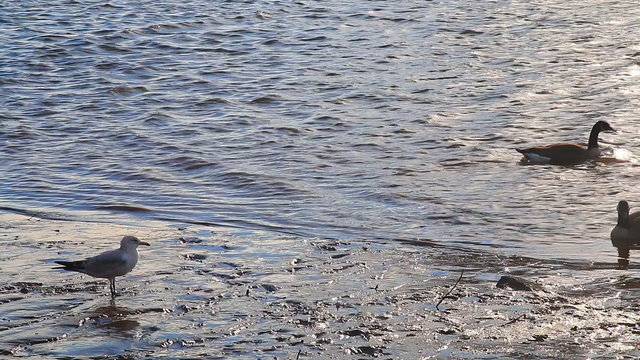 Gulls, swans, guses and other birds. Danube river, River water geese
