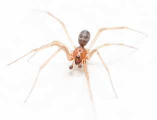 Spider on a white background with water drops