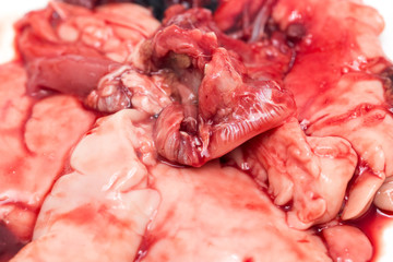 in the blood of fish guts as background