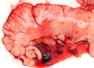 gut fish blood over a white background