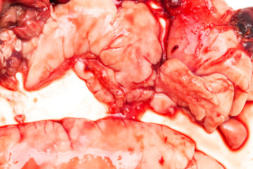 gut fish blood over a white background
