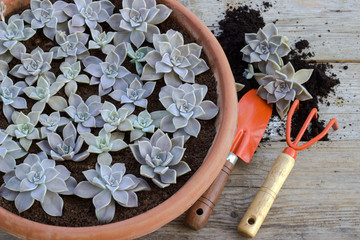Cactus plants and garden tools.