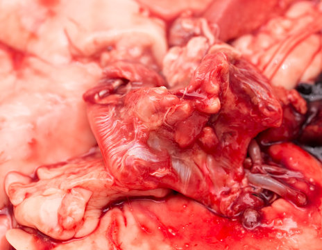 in the blood of fish guts as background