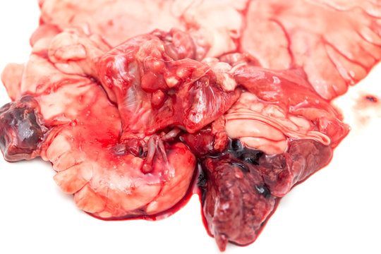 gut fish blood over a white background