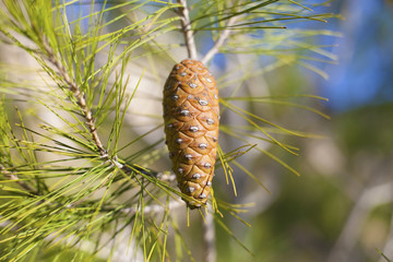 Single pinecone on the branch