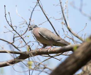 dove on the tree in nature