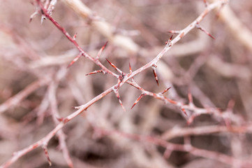 thorns on a tree branch in nature