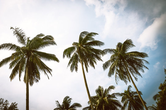 Palm trees on cloudy sky, vintage toned
