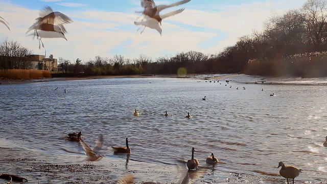 Gulls, swans, guses and other birds. Danube river, River water geese
