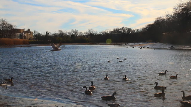 Gulls, swans, guses and other birds. Danube river, River water geese
