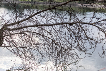 bare branches of trees with reflection on the surface of the water