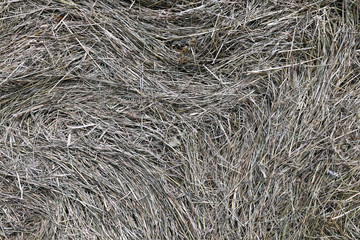 Background of dry hay and straw