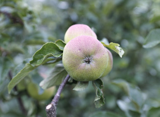 Red juicy apple on a branch apple trees