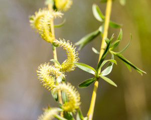 willow tree in bloom on nature