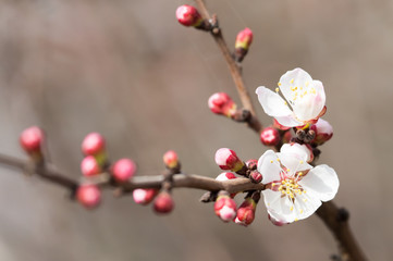 apricot flowers on a tree in nature